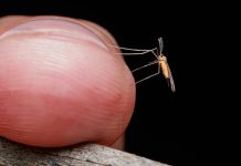 Vacina da chikungunya ganha produção nacional; São João não registra casos