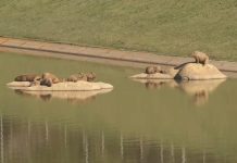 Capivaras voltam a causar preocupação no Recanto do Lago