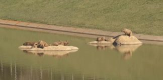 Capivaras voltam a causar preocupação no Recanto do Lago