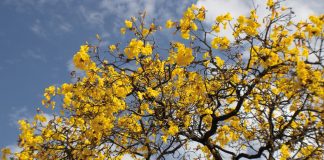 Tempo da florada dos ipês