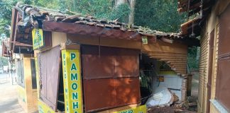 Árvore cai e atinge quiosque no Bosque Estadual da Prata