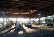 Infestação de pombos incomoda feirantes no São Benedito