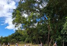 Instituto Planeta Plantar já ajudou a cultivar 45 mil árvores