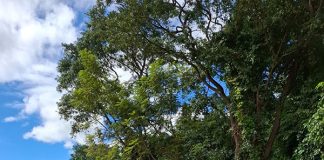 Instituto Planeta Plantar já ajudou a cultivar 45 mil árvores